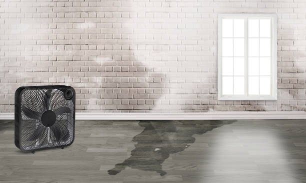 Best Water damage cleanup near me  in Butte, AK